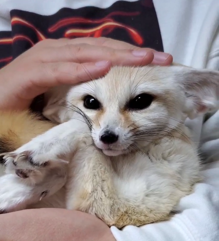 20f4aeefa892de3246343e6d9e726f